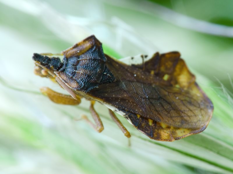 Phymata crassipes (Fabricius, 1775)